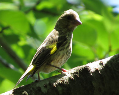 �J�����q���̎q