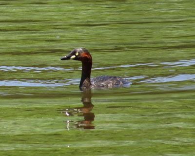 ����Ƃ�ƃJ�C�c�u��