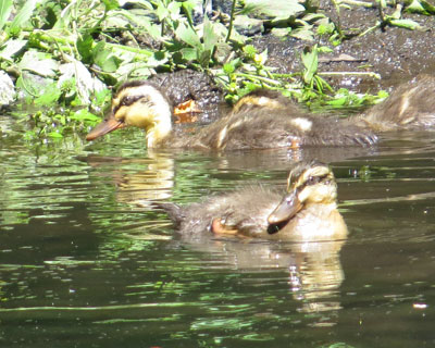 ���������������J���K���̎q