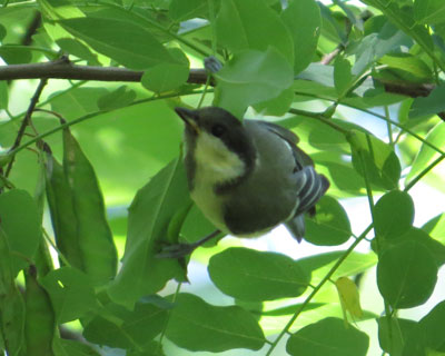 ���F���V�W���E�J���̎q