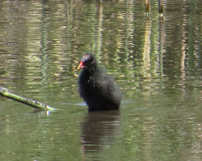 �����Ȏq�o��