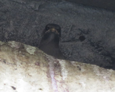 ���C��̒��̎q���N�h��