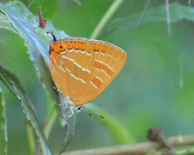 �炪���킢���A�J�V�W�~