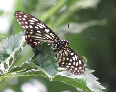 ���N�������ς��A�J�{�V�S�}�_��