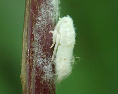 �ڂ��������A�I�o�n�S�����c��