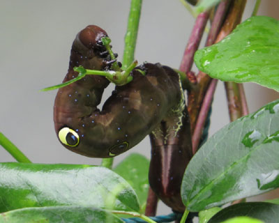 ��������͂��킢���A�P�r�R�m�n