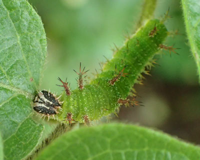 �A�T�}�C�`�����W