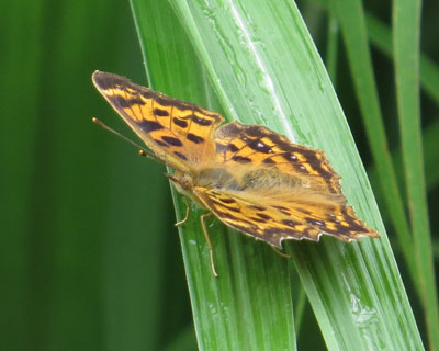 �h��߂̃L�^�e�n