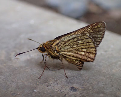 ��������Ă��R�`���o�l�Z�Z��