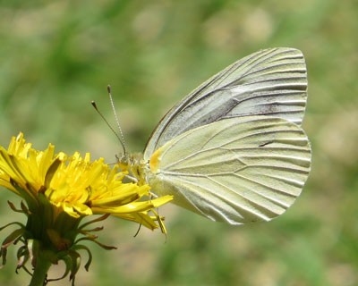 ���΂݃����V���`���E