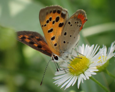 �C���Ă̂����x�j�V�W�~