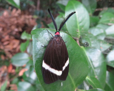 �A�C�ȃz�^���K