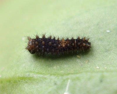 �����ς����܂��