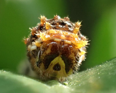 �����ς��H�ׂ�