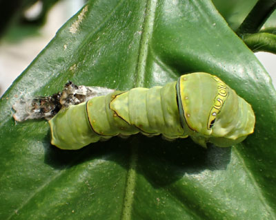 ����ƏI��ɂȂ��Ă�