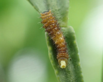 ���R�o��