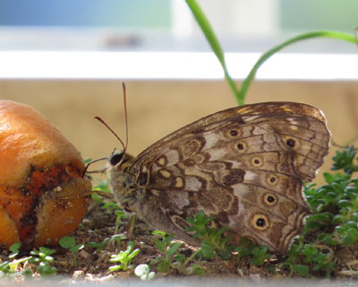 �������L���J�������������T�g�L�}�_���q�J�Q