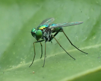 ���Ԃ�A�V�i�K�o�G�̂ǂꂩ