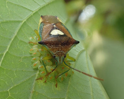 �������G�T�L�����L�c�m�J�����V