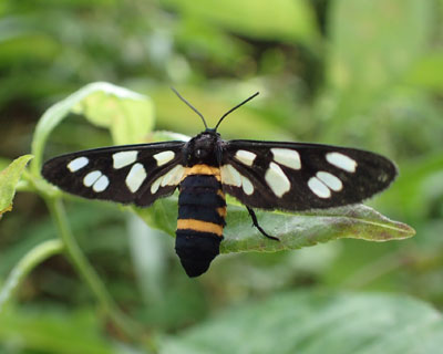 ������A�C�ȃJ�m�R�K