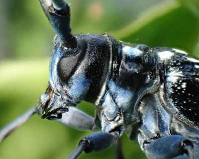 ���J���ۂ�