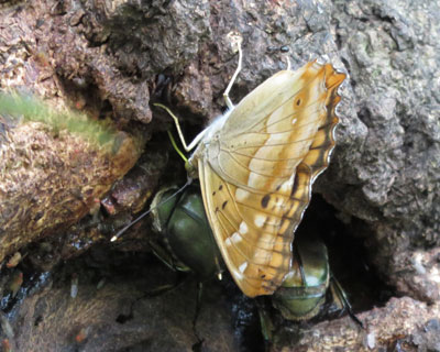 �R�����T�L�͈ӊO�ɋ���