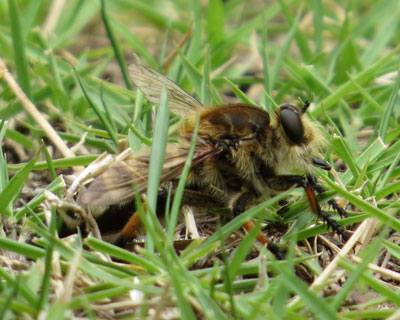 �V�I���A�u�̓A�u�Ȃ̂ɃJ�R�C�C