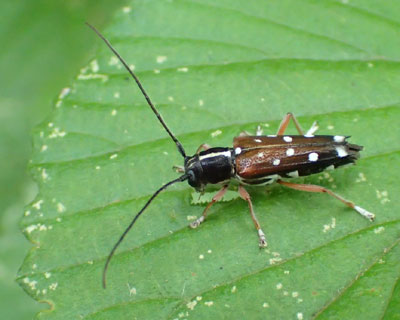 ���ׂ��ׂȃV���z�V�J�~�L��