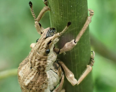 �炪�ς�����V���R�u�]�E���V