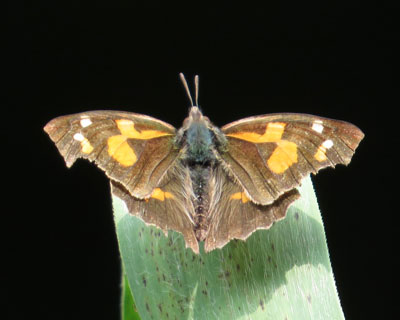 �e���O�`���E���������J��