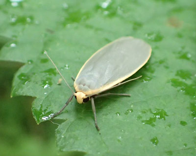 �j�Z�L�}�G�z�\�o����