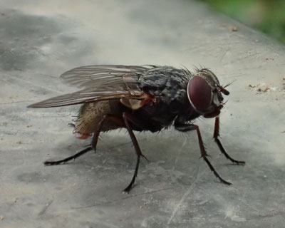 ���N�̓n�G�ƃN���΂�����