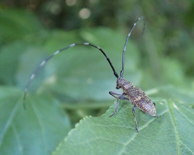 ���Ԃ�q���q�Q�i�K�J�~�L��