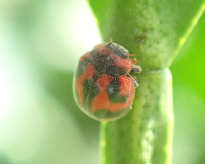 �x�_���A�e���g�E