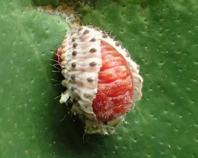 �x�_���A�e���g�E���