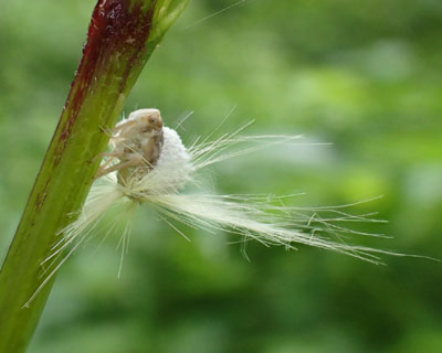 �񐶒��t���̃x�b�R�E�n�S�����c��