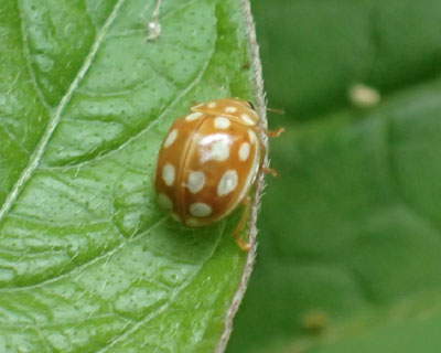 �z�F�����킢�����[�A�V���z�V�e���g�E