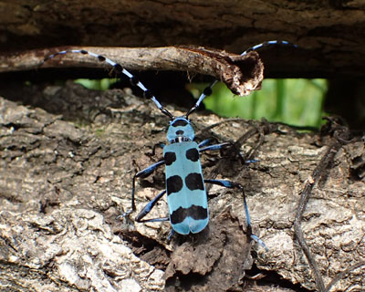 �����{�V�J�~�L��