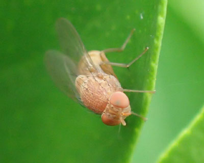 �p�X�e���n�G