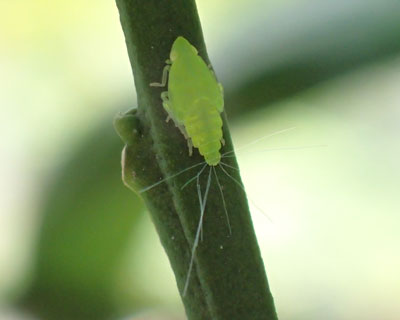 �~�h���O���o�C�E���J�̗c���炵��