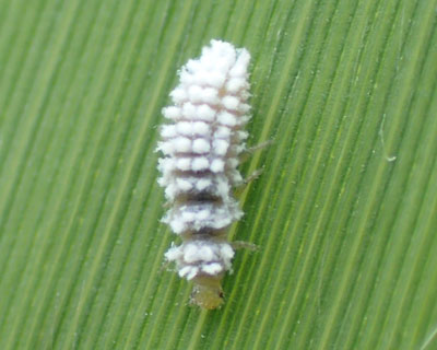 �q���e���g�E�̗c���Ɏ��Ă�悤��