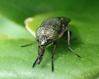 �ڂ����܂��܂̃c�}�O���L���o�G