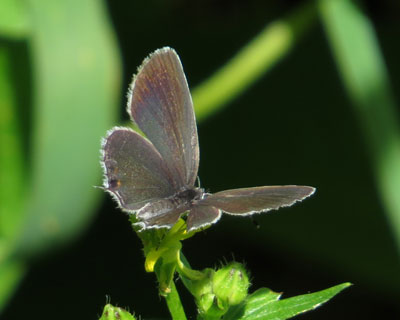 �c�o���V�W�~���ȁH