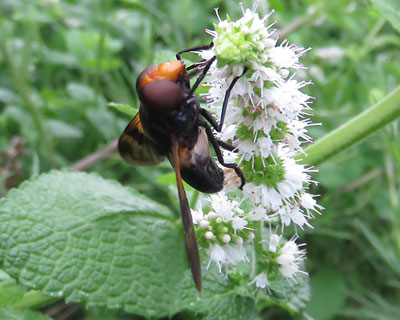 �V���X�W�x�b�R�E�n�i�A�u�H