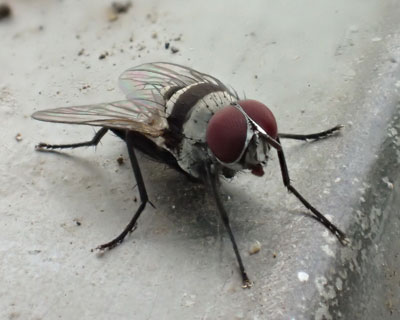 �N���I�r�n�i�o�G