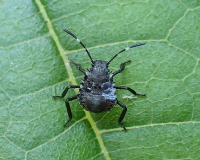 �N�T�M�J�����V�c��