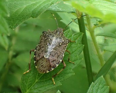 �N�T�M�J�����V����