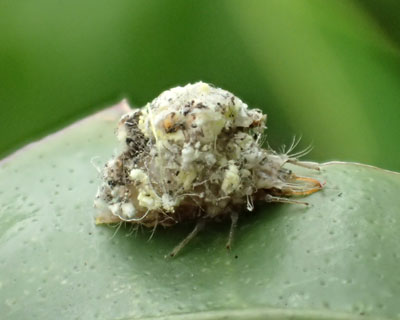 �X�X�X�ƕ����N�T�J�Q���E