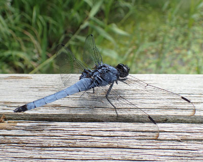 �I�I�V�I�J���g���{�̃I�X