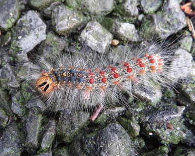 �ڂ̑O�ɗ����Ă����}�C�}�C�K